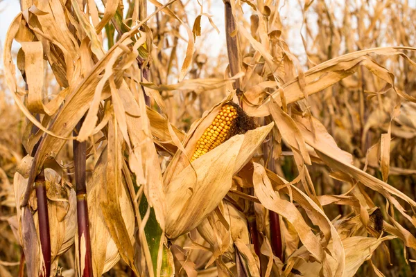Takarmány kukorica — Stock Fotó