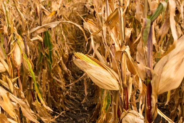 Feed Corn — Stock Photo, Image