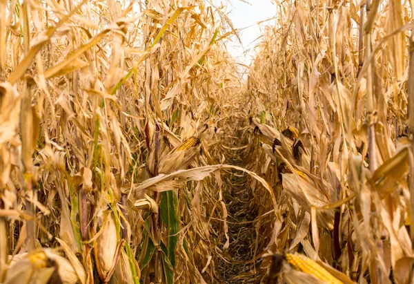 Feed Corn — Stock Photo, Image