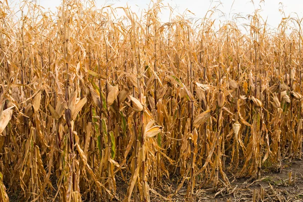 Feed Corn — Stock Photo, Image