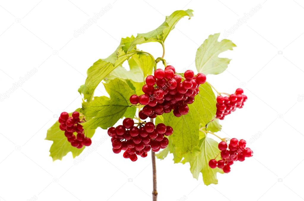 branch of viburnum 