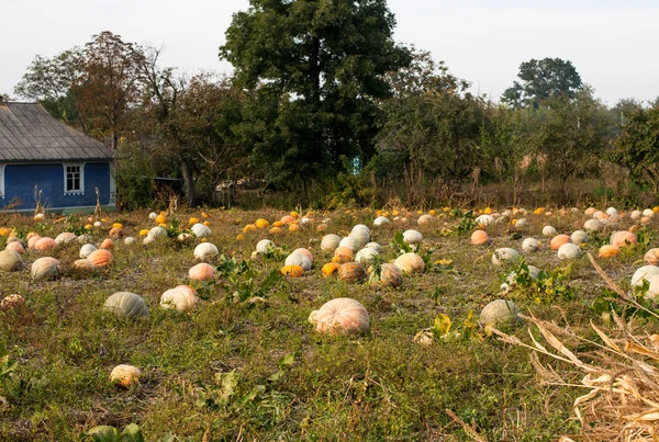 Cultivo de plantas de calabaza brillante . —  Fotos de Stock