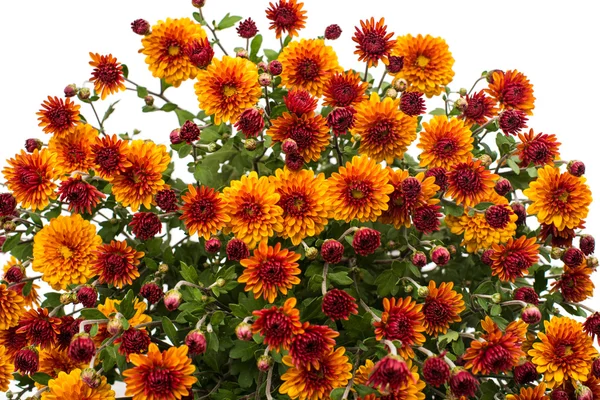 Yellow-orange chrysanthemums — Stock Photo, Image