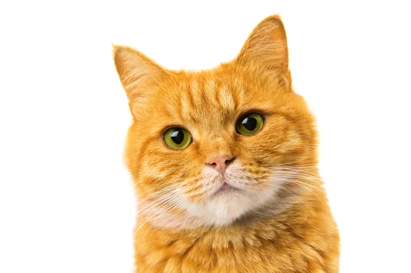 Zencefil kedi Telifsiz Stok Imajlar