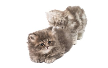 küçük tüylü kedi yavrusu