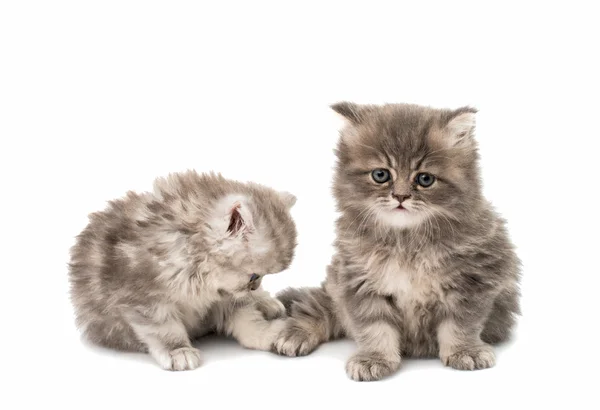 Weinig pluizig kittens — Stockfoto