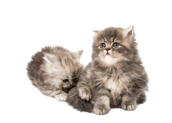 Weinig pluizig kittens — Stockfoto