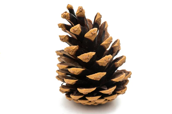 Pine cone — Stock Photo, Image