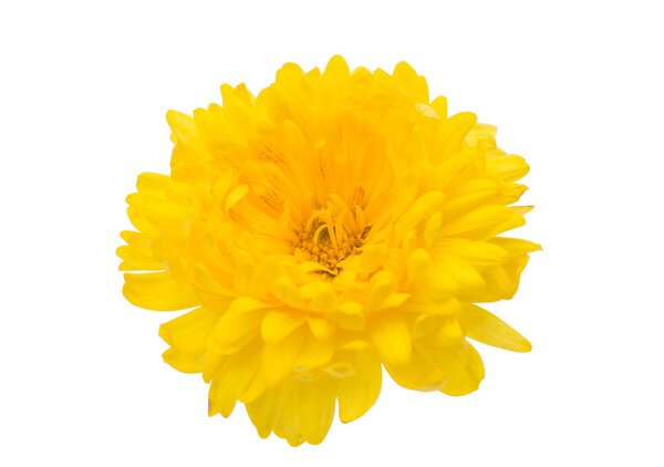 Желтая хризантема
 