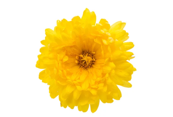 Crisantemo giallo — Foto Stock