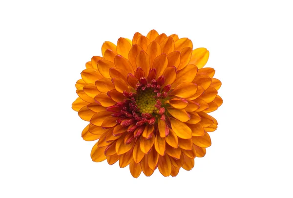 Yellow-orange chrysanthemum — Stock Photo, Image