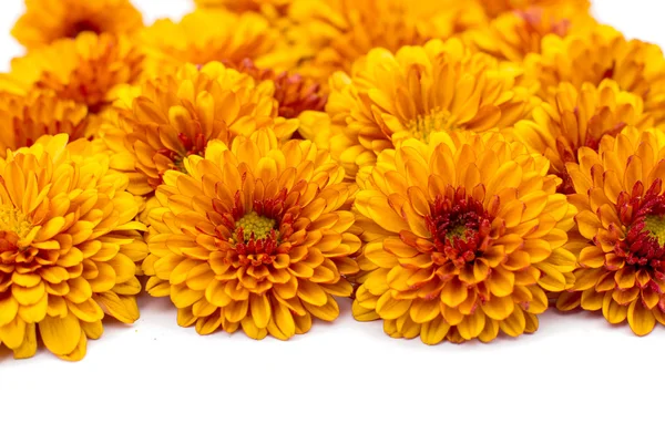 Yellow-orange chrysanthemums — Stock Photo, Image