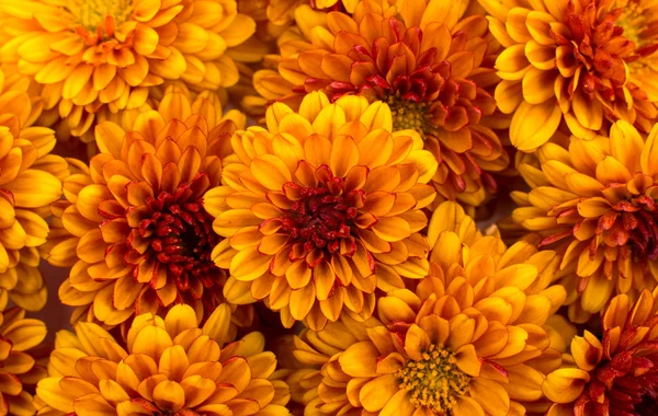 Yellow-orange chrysanthemums — Stock Photo, Image