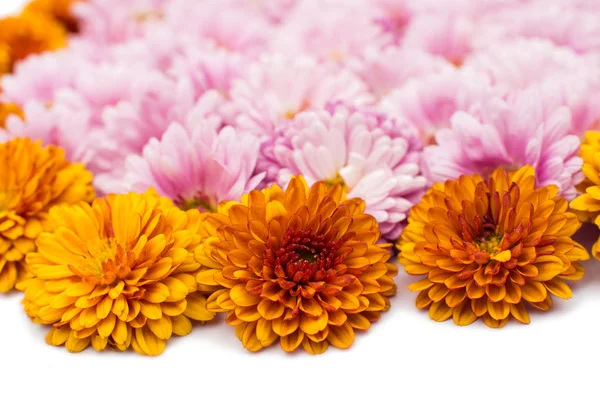 Chrysanthemum flowers — Stock Photo, Image