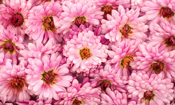 Chrysanthemum background — Stock Photo, Image