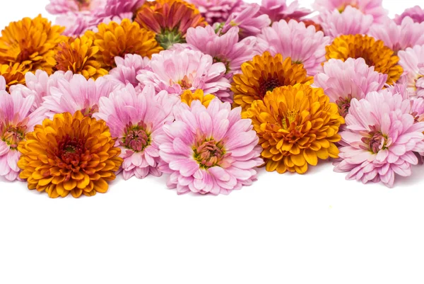 Krizantém virág — Stock Fotó