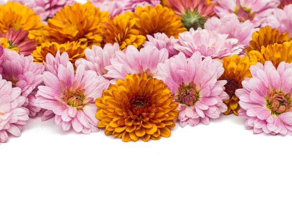 Chrysanthemum flowers — Stock Photo, Image