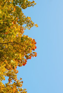 Sonbahar Yaprakları