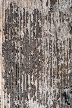 ahşap doku arkaplanı