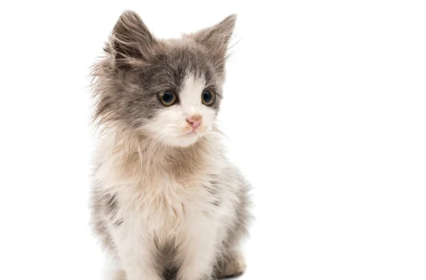 Street kitten — Stock Photo, Image