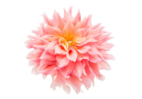 Pink dahlia — Stock Photo, Image