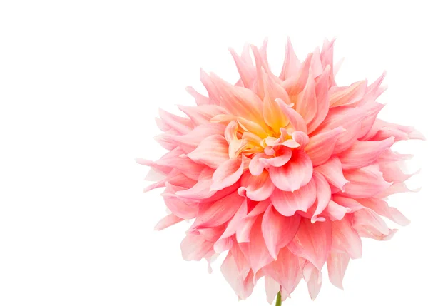 Pink dahlia — Stock Photo, Image