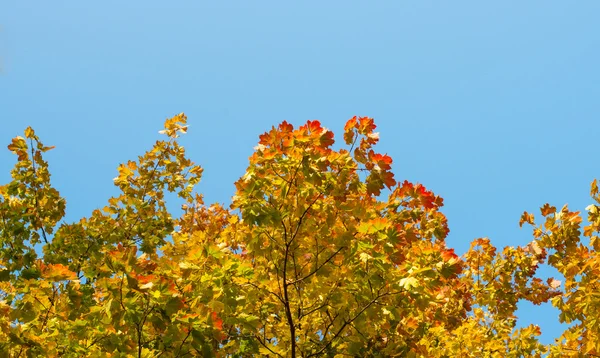 Hojas de otoño —  Fotos de Stock