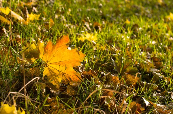 Background of beautiful autumn maple leaves — Stock Photo, Image