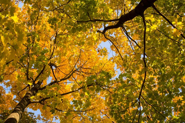 美しい秋の紅葉の背景 — ストック写真