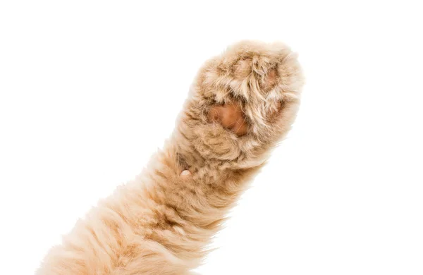 Cat paw isolated — Stock Photo, Image