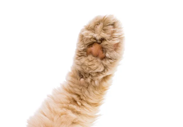 Γάτα πόδι απομονωθεί — Φωτογραφία Αρχείου