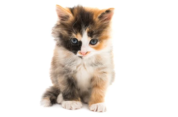 Kleine kitten — Stockfoto