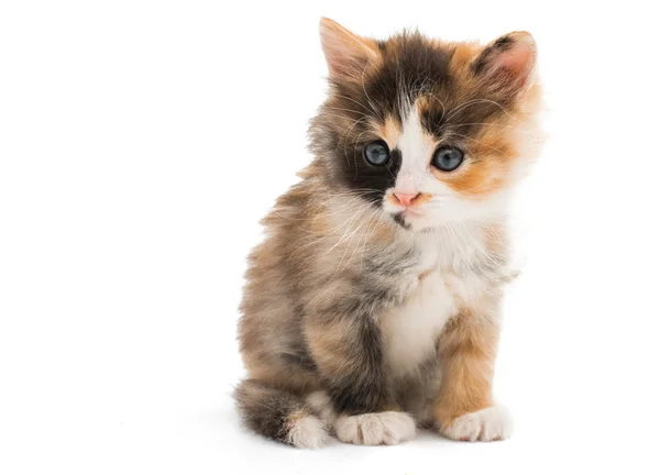 Kleine kitten — Stockfoto