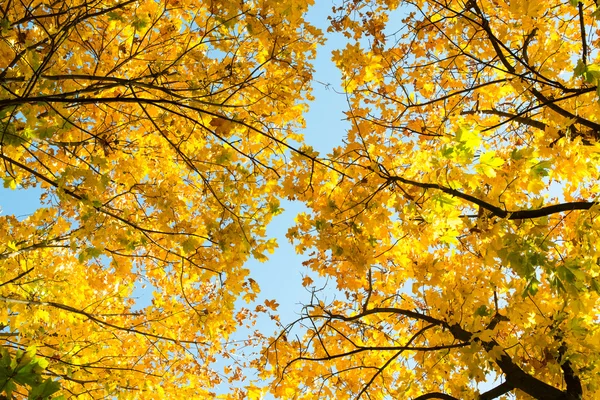 Krásné podzimní pozadí ze žlutého javoru listy — Stock fotografie