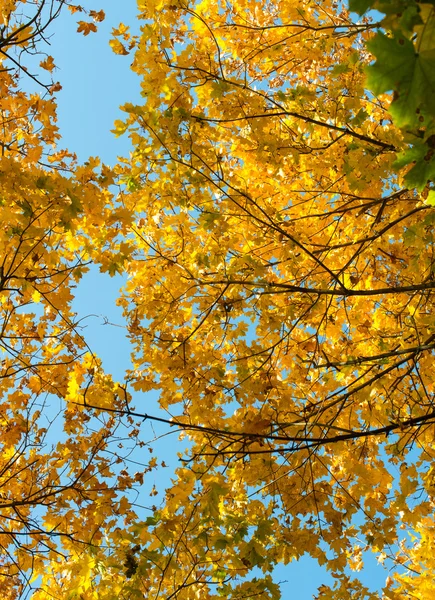 Hermoso fondo de otoño de hojas de arce amarillo —  Fotos de Stock