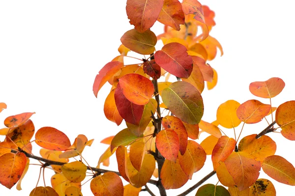 Zweig mit Herbstblättern — Stockfoto