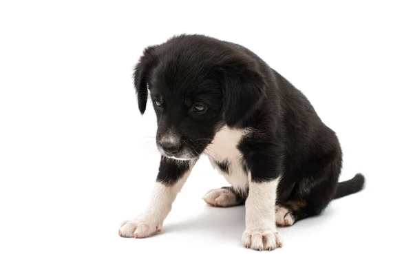 Cucciolo isolato — Foto Stock