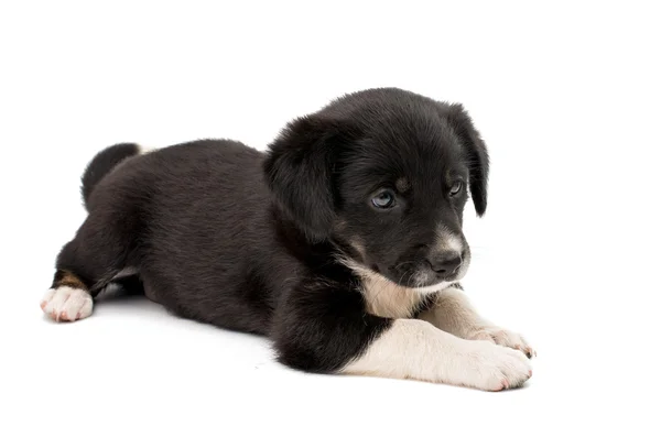 Cucciolo isolato — Foto Stock