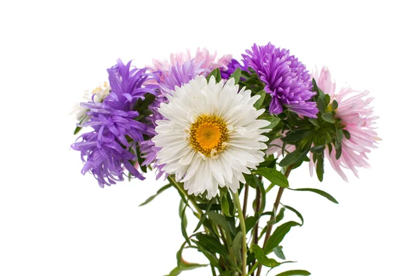 Bouquet of asters — Stock Photo, Image