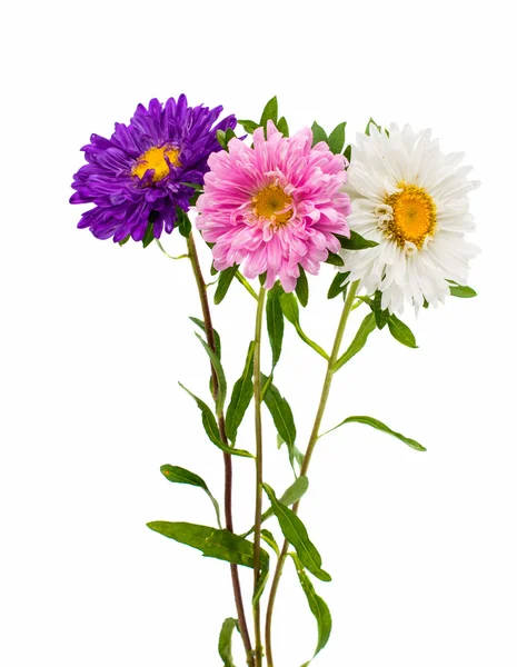 Bouquet of asters — Stock Photo, Image