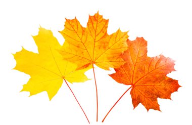 Sonbahar Yaprakları