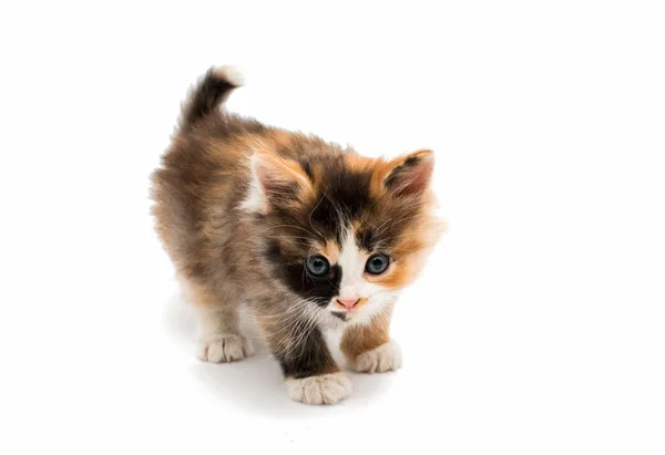 Little kitten — Stock Photo, Image