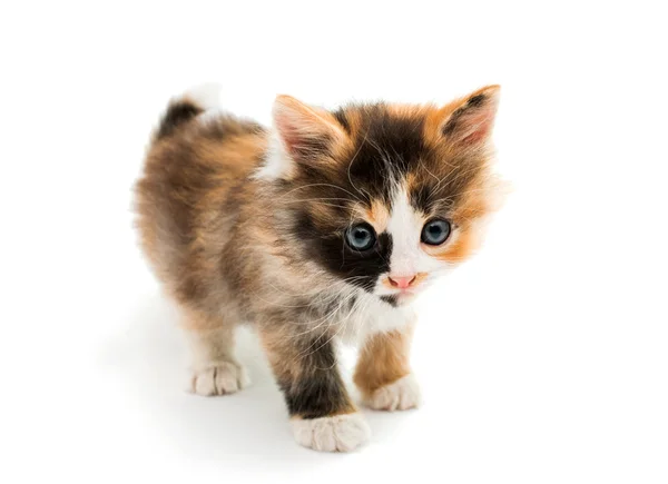 Kleine kitten — Stockfoto