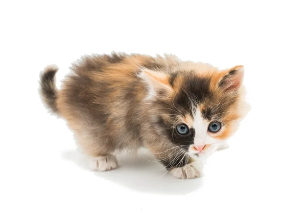 Little kitten — Stock Photo, Image