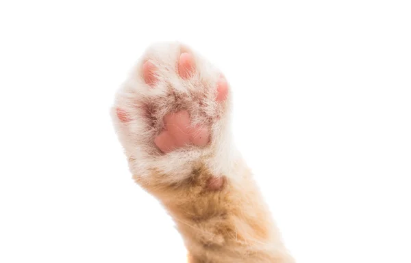 Paw kitten — Stock Photo, Image