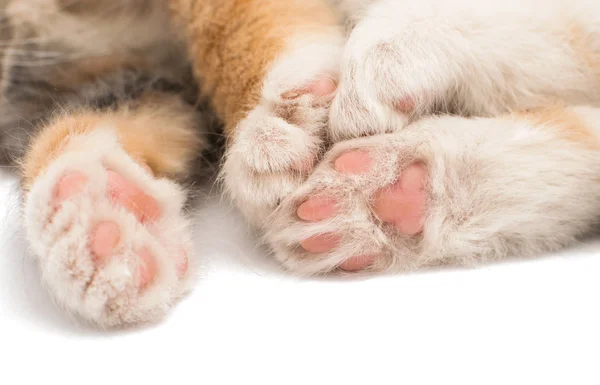 爪子的小猫 — 图库照片