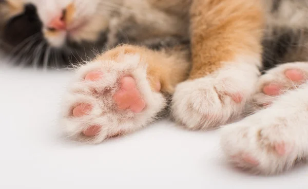 Paw kitten — Stockfoto