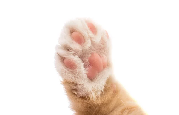 Paw kitten — Stock Photo, Image