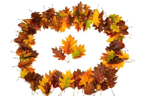 Hintergrund Gruppe Herbst orange Blätter — Stockfoto