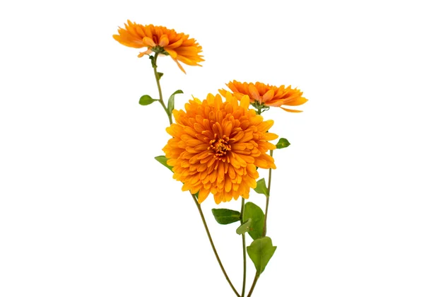 Chrysanthemen — Stockfoto